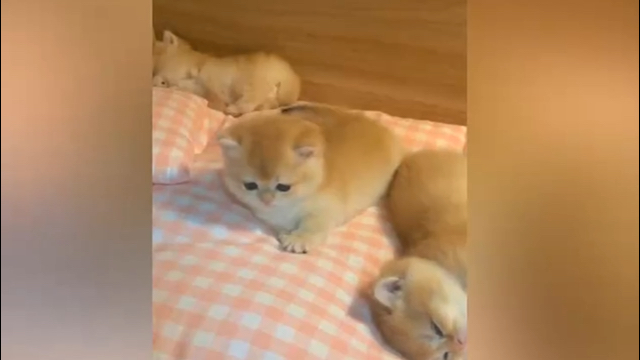 灵感合集 — 治愈Vlog 封面