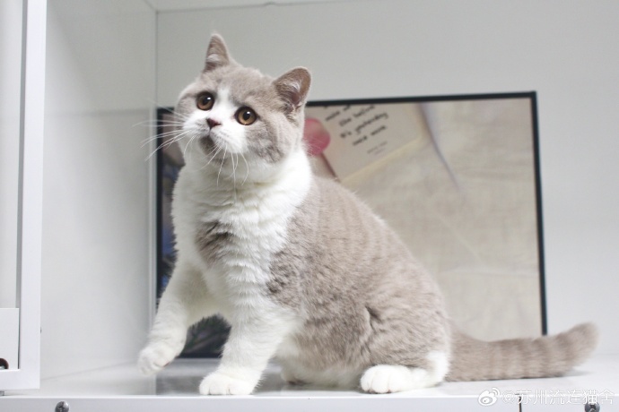 七七剪辑间 作品封面